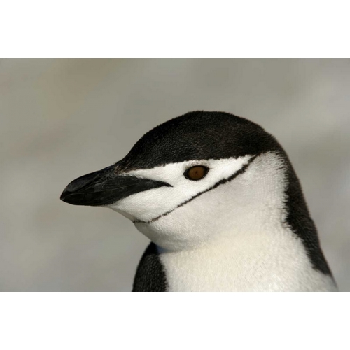 Antarctica, Half Moon IslandChinstrap penguin